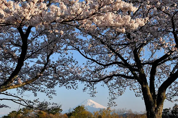 ラフォーレリゾート修善寺構内の桜