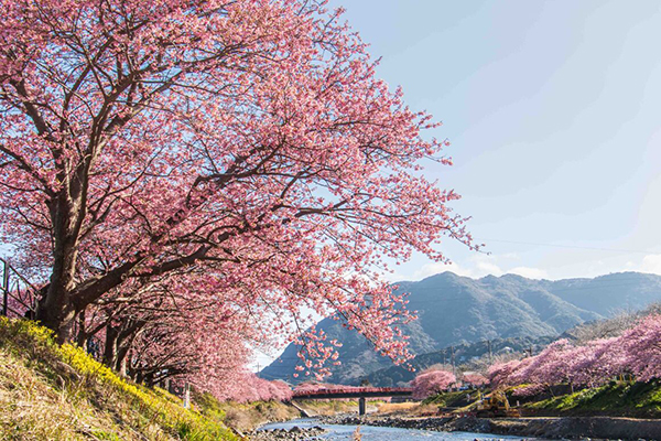 河津桜まつり