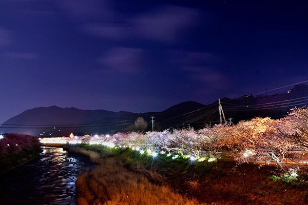 河津桜まつり