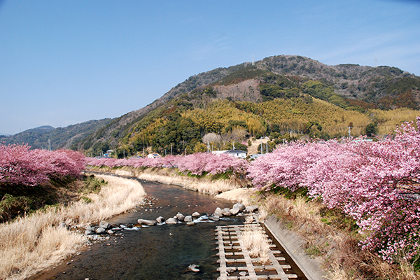 河津桜まつり
