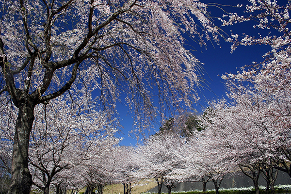 ラフォーレリゾート修善寺構内の桜