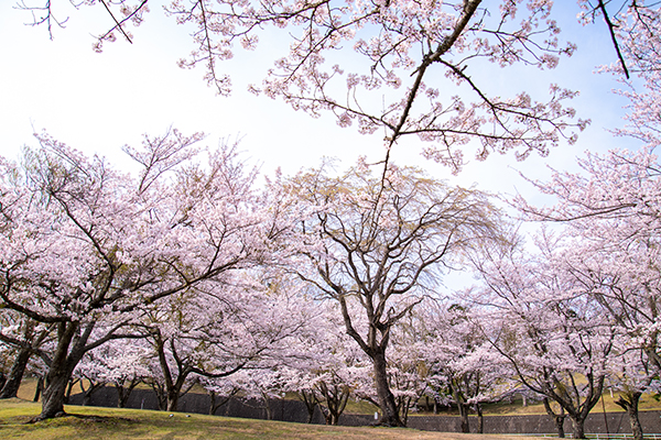 ラフォーレリゾート修善寺構内の桜