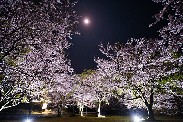 ラフォーレリゾート修善寺構内の桜