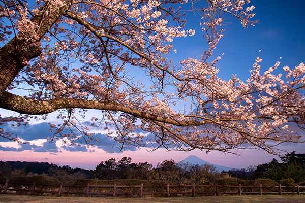 ラフォーレリゾート修善寺構内の桜