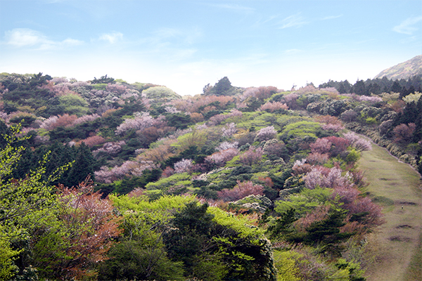 金冠山