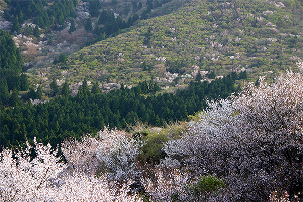 達磨山